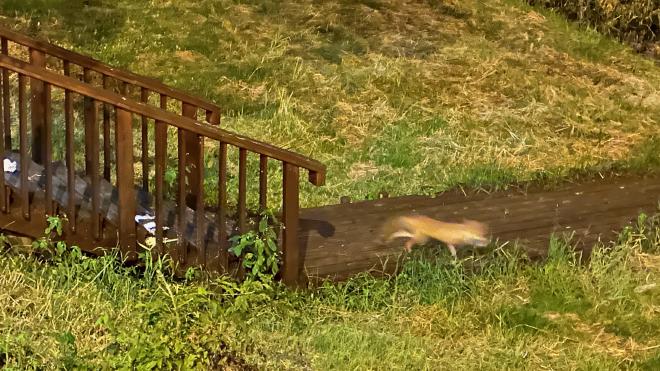 &ldquo;a blurry photo of a fox near some steps by a river&rdquo;