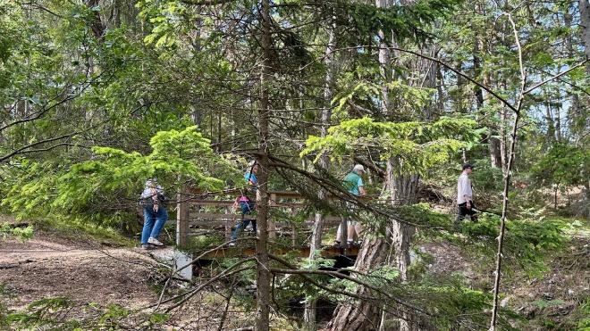 &ldquo;four people hiking through a pine forest&rdquo;